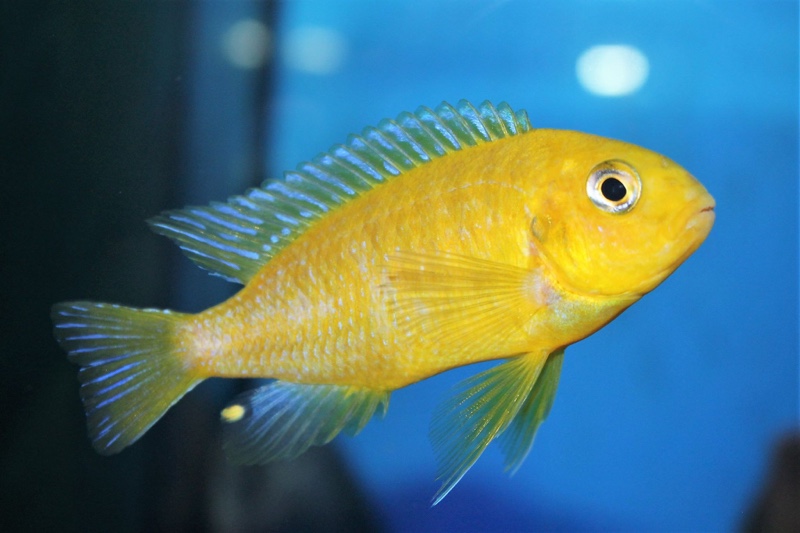 Tropheops sp. 'macrophthalmus chitimba' Chitimba Bay Deep